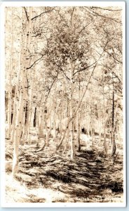 RPPC  KAIBAB NATIONAL PARK, Arizona  AZ    ASPENS   Union Pacific 1940s Postcard