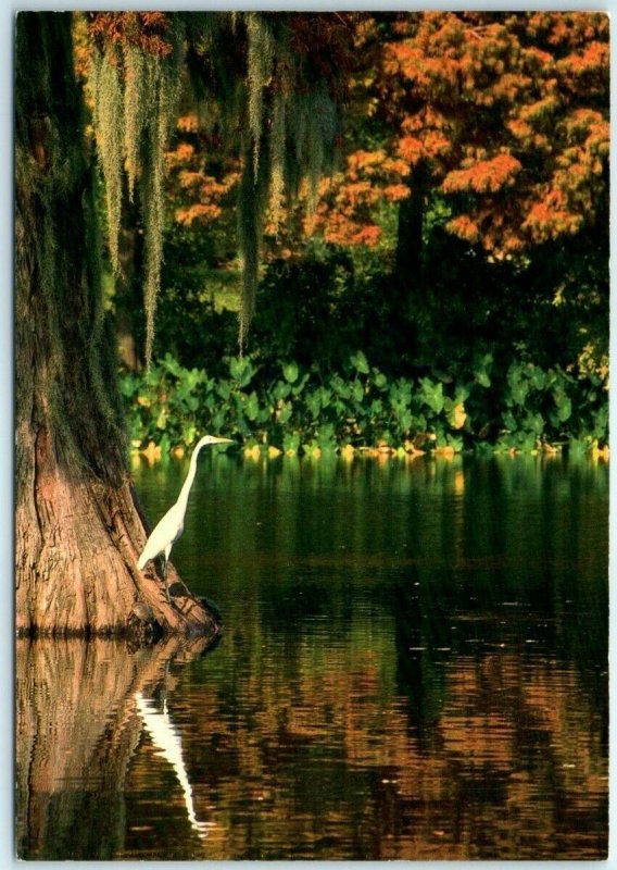 Postcard - Great Egret and Cypress Tree, Louisiana 