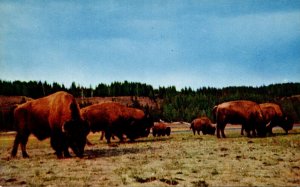 Yellowstone National Park Bison Or Buffalo Herd