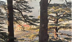 Cedars, Lebanon , Carte Postale writing on back 