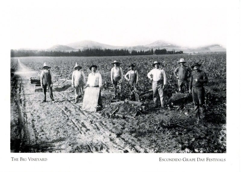 CA - Escondido. The Big Vineyard, Early 1900's. Card Repro- 1910