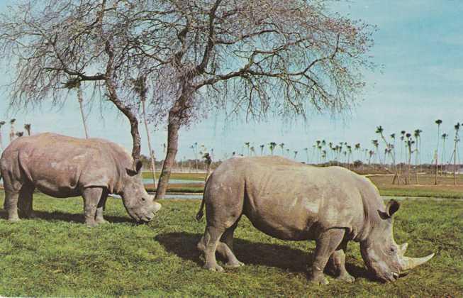 White Rhinoceros - African Veldt at Busch Gardens - Tampa FL, Florida