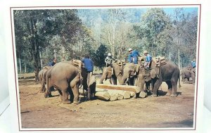 Vintage Postcard Elephants Working in Forest at Training Center Lampang Thailand