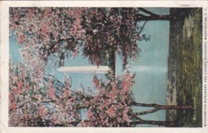 Washington D C Washington Monument and Cherry Blossoms 1934 Curteich