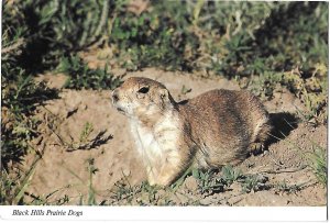 Black Hills Prairie Dog In South Dakota Continental Card 4 by 6