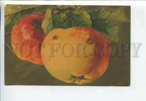 436091 KLEIN Red Apple Fruits on Tree Vintage postcard