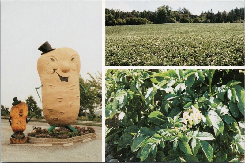 The Big Potato Maugerville NB New Brunswick Sunbury County Unused Postcard C10