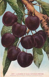 Cluster Of Black Tartarian Cherries Fruit by Edward Mitchell