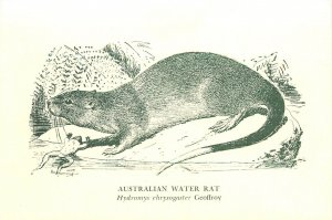 Wildlife Art Postcard; Australian Water Rat, Museum of Victoria, A/S Browning