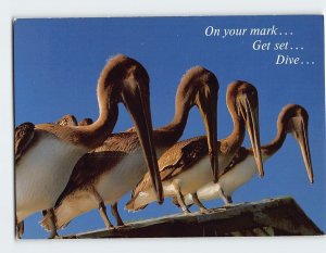 Postcard On Your Mark Get Set Dive Pelicans in South Carolina USA