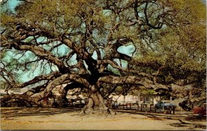 Vtg Jacksonville Florida FL Mighty Treaty Oak Tree 1960s Chrome View Postcard