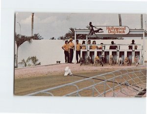 Postcard Hollywood Dog Track, Hollywood, Florida