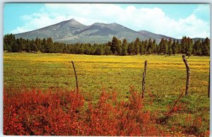 c1970s Flagstaff, AZ San Francisco Peaks Ranch Farm Scenic View Chrome PC A304