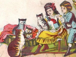 1880s C.E. Woodward & Co. Drug Store Children Cats Donkey Lot Of 3 Fab! P124