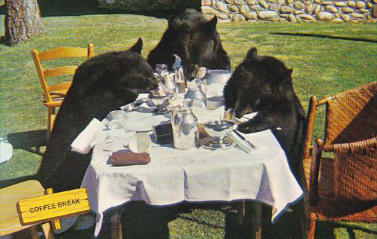 Black Bears Taking Coffee Break Canadian Rockies Canada