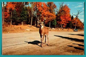 A Deer Crossing - [MX-767]