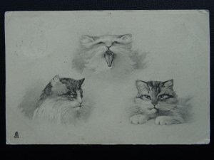 Animals CAT STUDIES M.M. Vienna c1904 Postcard by Raphael Tucks & Sons 4117