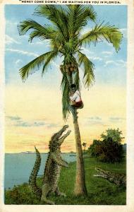 FL - Honey Come Down Alligator with Black Man up a Tree