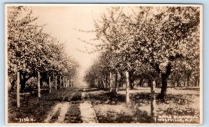 RPPC Apple Blossoms WOLFVILLE Nova Scotia CANADA Postcard