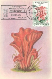 Romania set of 11 maximum cards 1988 mushrooms that can be eaten topic postcards 