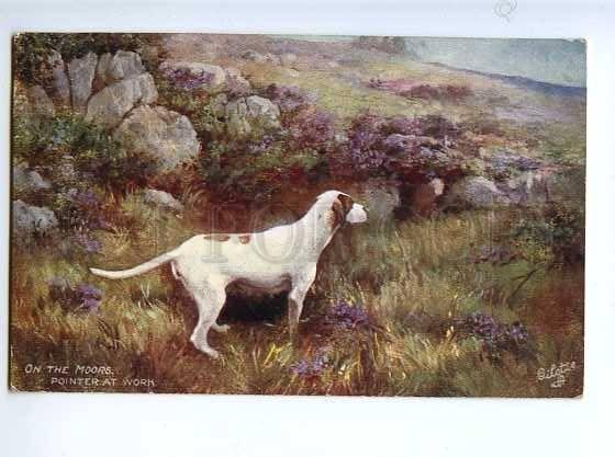 183018 HUNTING dog POINTER on the Moors Vintage TUCK postcard