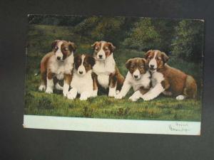 Dogs Puppies c1910 Postcard