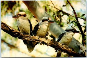 M-46021 The laughing kookaburra Dacelo gigas Australia