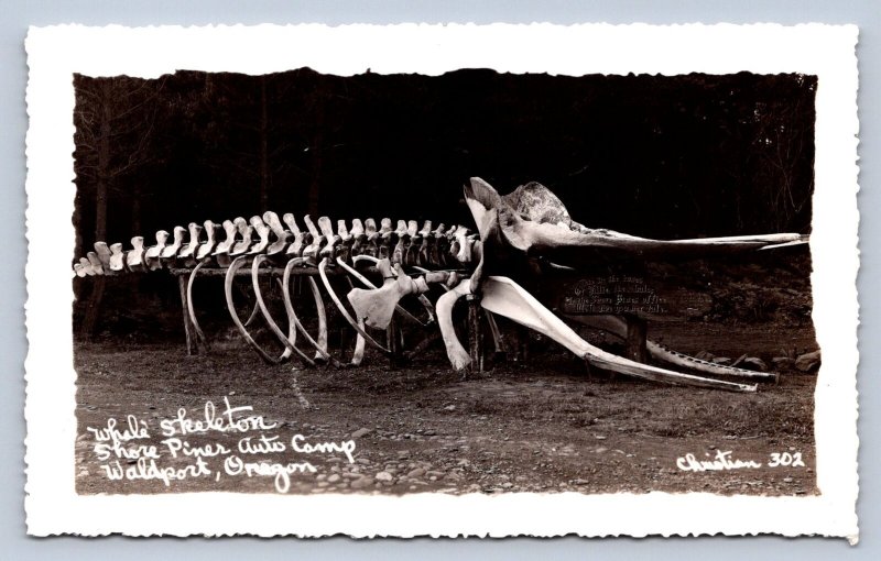 K8/ Waldport Oregon RPPC Postcard c1930s Whale Skeleton Shore Pine Camp 460