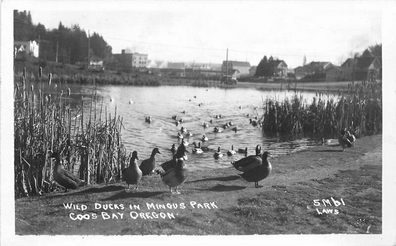 Coos Bay Oregon Wild Ducks Mingus Park Laws 1950s RPPC Photo Postcard 6343