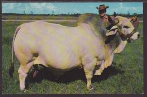 Braham Bull Postcard 