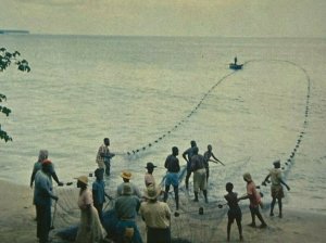 UNUSED POSTCARD - PULLING IN FISHING NET GREAT COURLAND BAY TOBAGO (KK3161) 