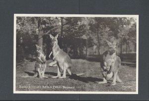 Real Picture Post Card Ca 1938 Sydney Australia Kangaroos