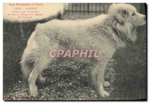 Old Postcard Dog Dogs Pyrenean Bamboo has the 1st prize & # 39exposition Cani...