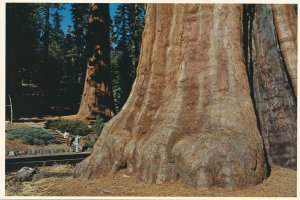 Sequoia National Park CA California - Sequoia Gigantes - Can you see the people?