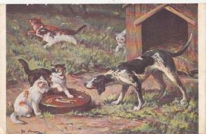 B80552 fighting with a dog for food cat  front/back image