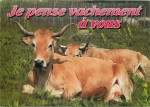 France cows resting Postcard