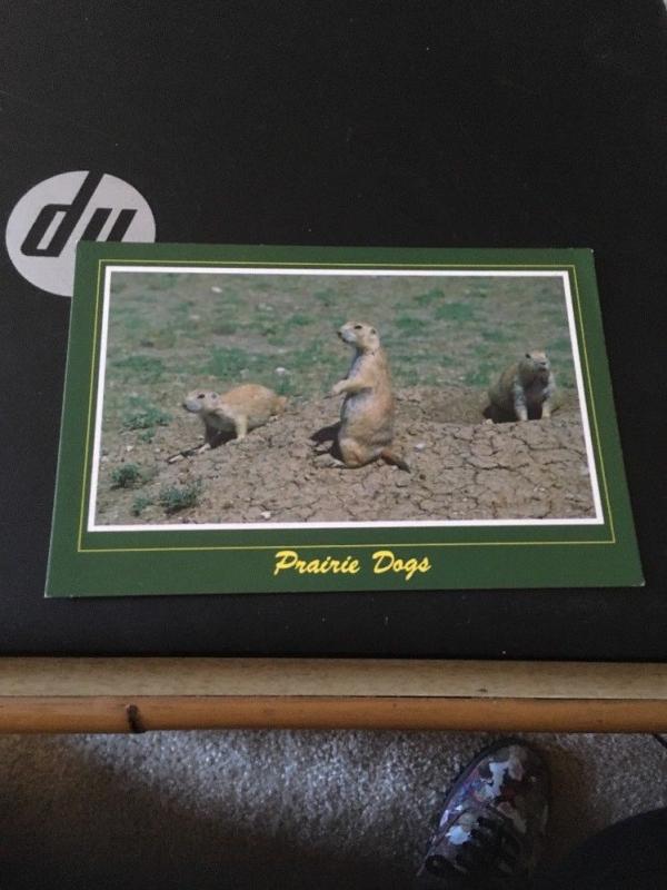 Vtg Postcard: Prairie Dogs, South Dakota