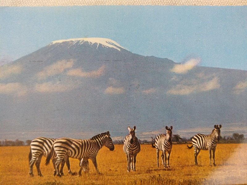 Postcard - Zebra, Kilmanjaro in the Background - Tanzania