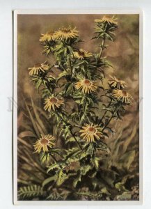 427963 Flower Carlina vulgaris Vintage Sammelwerk Tobacco Card w/ ADVERTISING