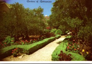 Israel Jerusalem Old City Gardens Of Gethsemane