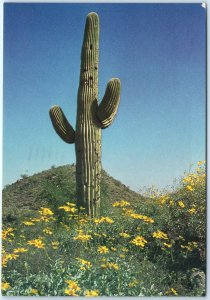 1988 Phoenix, AZ Desert Saguaro Cactus 4x6 Chrome Photo PC by Roger L. Sims M9