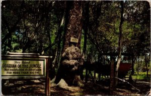 Florida Suwannee River Jungle Drive 1955