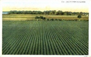 Celery Farm - Misc, Florida FL Postcard