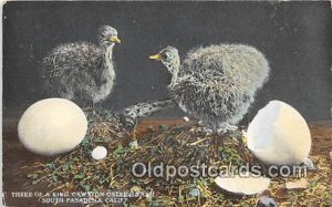 Three of a Kind, Cawston Farm South Pasadena, CA, USA