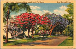 USA Royal Poinciana And Jacaranda Trees in Full Bloom Coral Gables Florida 05.19