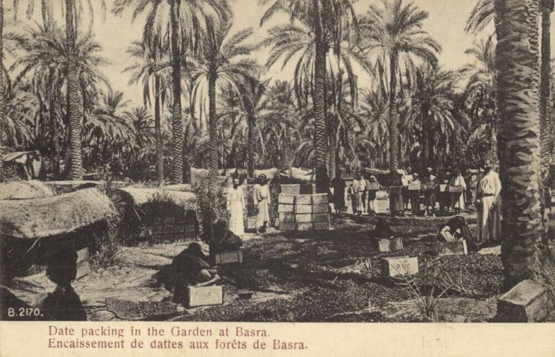 iraq, BASRA BASRAH ‏البصرة‎‎ , Date Packing in the Garden (1930s) Postcard