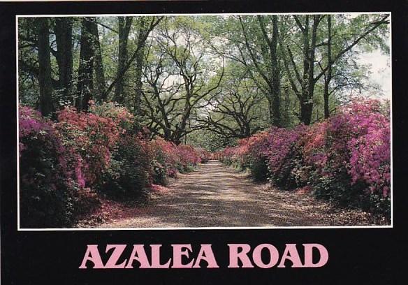 Azalea Road New Orleans Louisiana