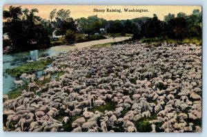 c1930's Sheep Raising Washington WA Farm River Unposted Vintage Postcard