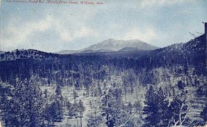 San Francisco Peaks, Pine Forest, Williams, AZ Fred Harvey 1907 Vintage Postcard