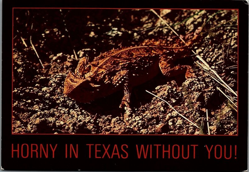 VINTAGE HORNEY IN TEXAS WITHOUT YOU! TOAD COMICAL TEXAS POSTCARD 35-82 